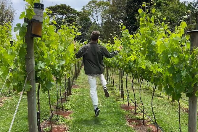 Deluxe Winery Tour to Tamborine Mountain (Mon-Tues) - Albert River Wines starts the tasting day