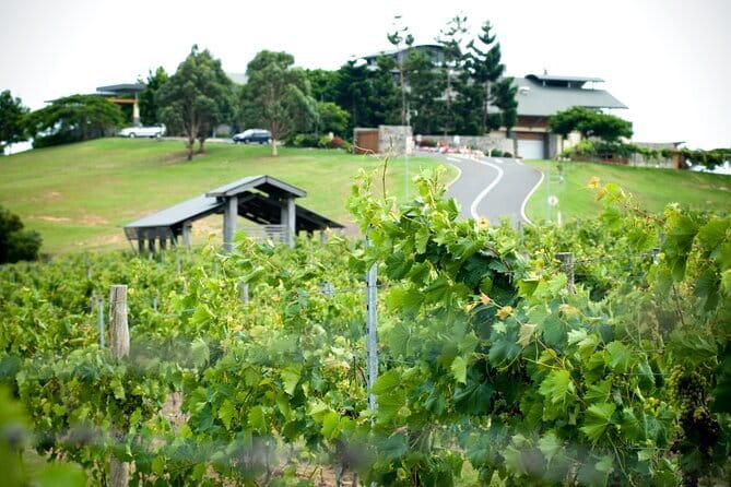 Deluxe Winery Tour to Tamborine Mountain (Mon-Tues) - Hangliders Lookout brings the scenery into focus