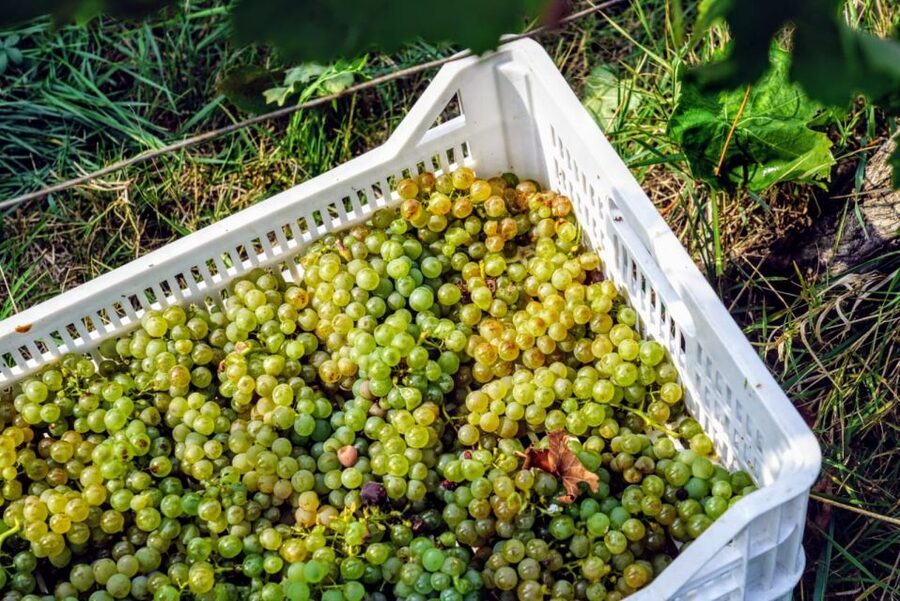 Desenzano: Lugana Wine-Tasting and Vineyard Tour - Access, languages, and who fits best