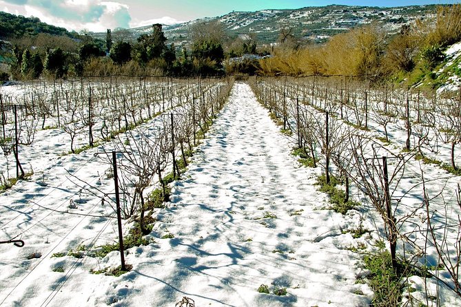 Digenakis winery - Wine tasting experience - Reaching Digenakis Winery