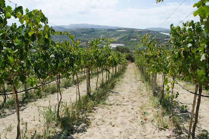 Digenakis winery - Wine tasting experience - Who will enjoy this experience most