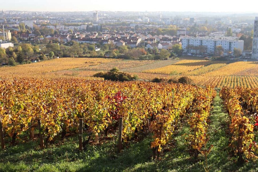 Dijon: Walking tour of the metropolitan vineyards - From Dijon’s wine center to the first vines