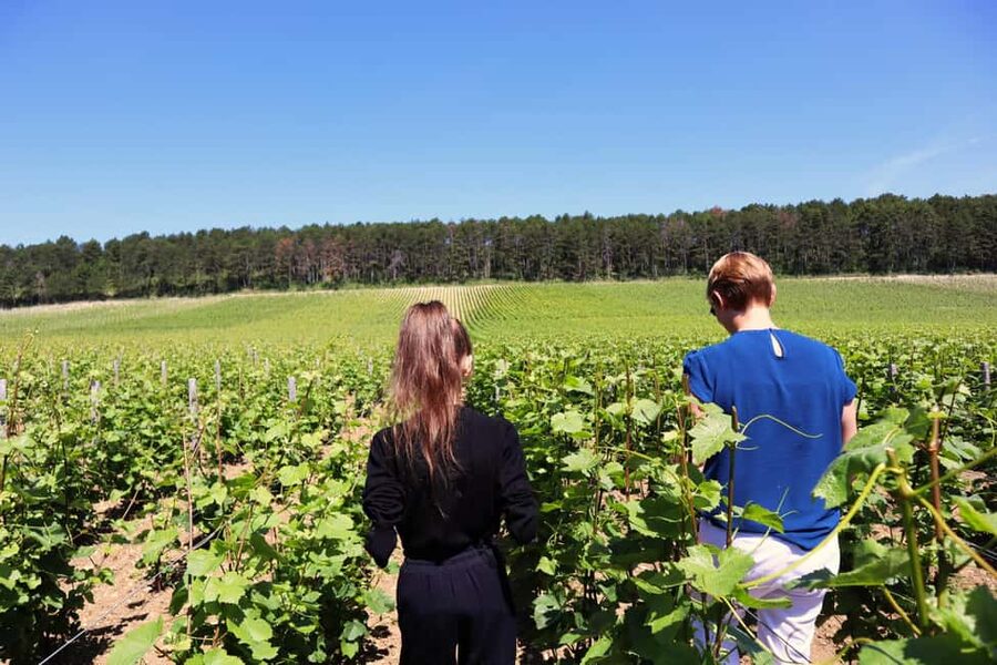 Dijon: Walking tour of the metropolitan vineyards - A small group makes the walk easier