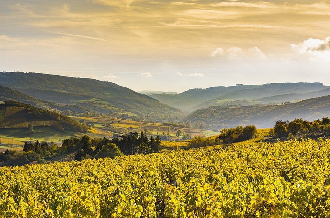Dijon Wine Tour Côte de Nuits and Côte de Beaune Vineyards - How much wine will you taste?