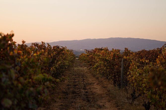 Dinner at the Vineyards in Lagoa - What happens during the two-and-a-half-hour evening