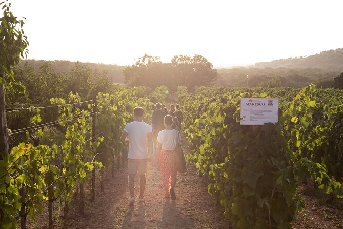 Dinner in the vineyard with wine tasting and walk - Meeting the family behind the wine