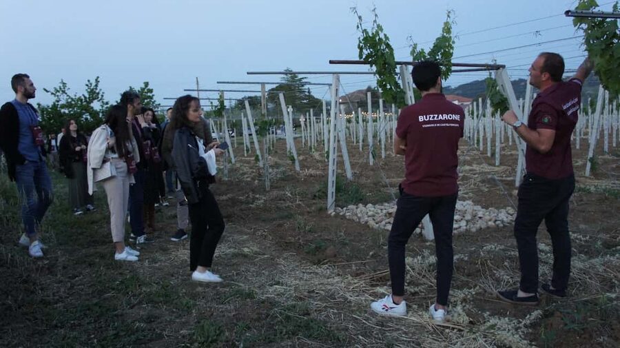 Discover Abruzzo and Castelferrato: Visit Vineyards and Wine Tasting - Starting with the vineyards and olive groves