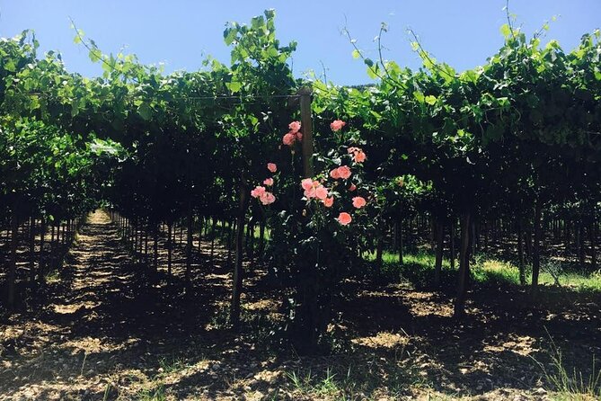 Discover Abruzzo: Winery Tour and Wine Tasting with Meal - How much value do you get for $101.58?