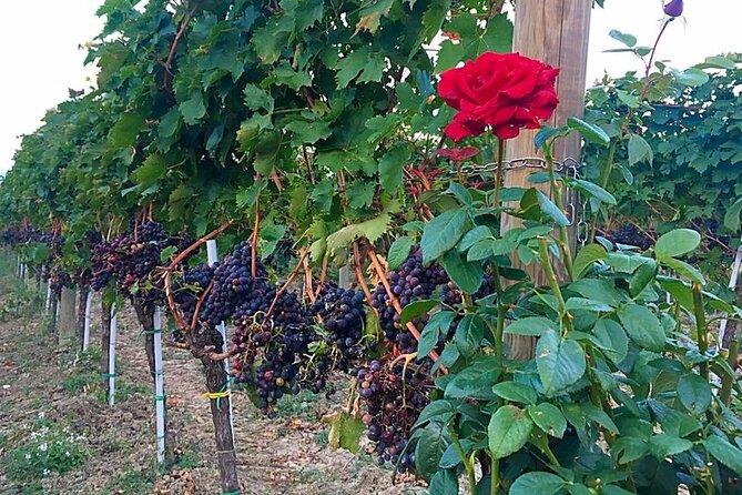 Discover Abruzzo: Winery Tour and Wine Tasting with Meal - Practical planning for the meeting point