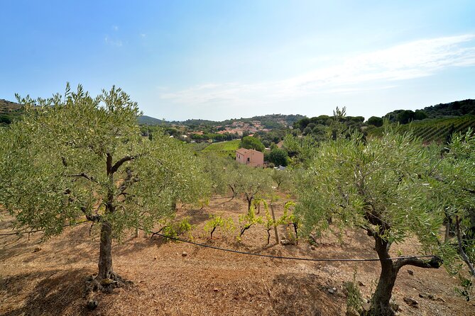 Discover Authentic Flavors of Elba Island: Winery Tour & Tasting - Who Will Enjoy This Winery Visit Most?