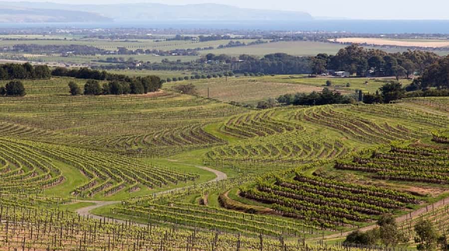 Discover Hahndorf & Taste McLaren Vale - Key points to know before you book