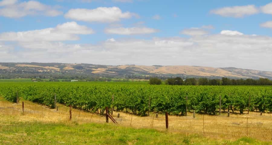 Discover Hahndorf & Taste McLaren Vale - Oliver’s Taranga or Oxenberry: the first wine stop