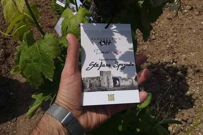 Discover the best cellars of Salento - What you actually taste during the day