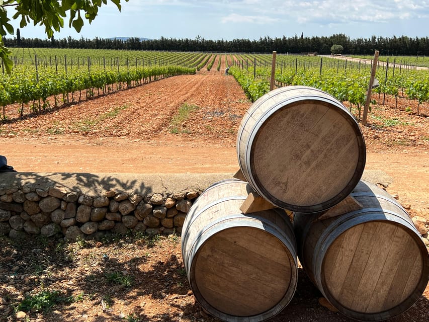 Discover the treasures of the Mallorca wine on a top winery - Touring the estate and barrel cellar