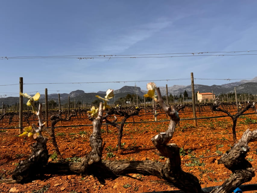 Discover the treasures of the Mallorca wine on a top winery - Four wines, four ways to read Mallorca