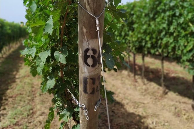 Discovering the Bolgheri vineyards and tasting local products - Walking through the Bolgheri vineyards