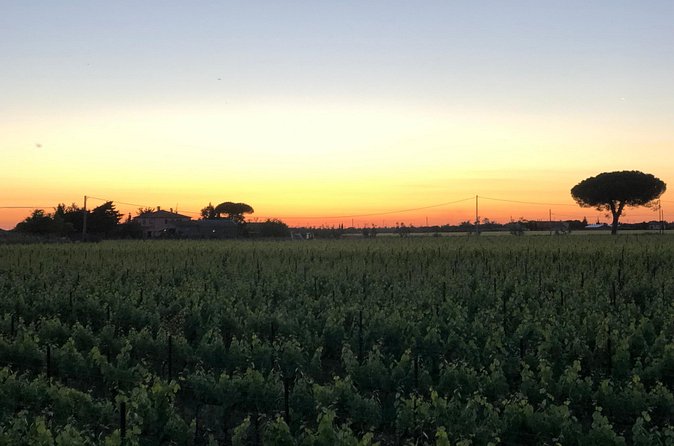 Discovering the Bolgheri vineyards and tasting local products - The small details that make it memorable