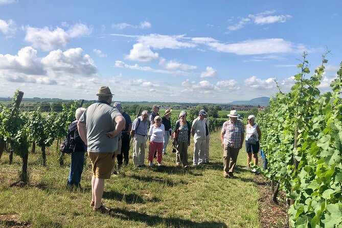 Discovery Vineyard - Key points at a glance
