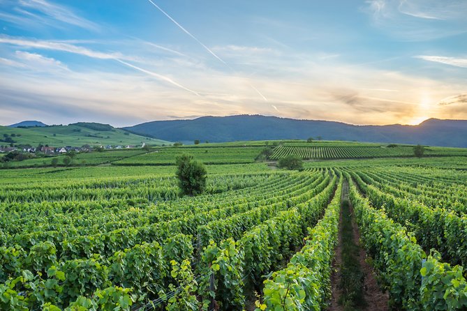 Discovery Vineyard - Starting at Domaine Specht in Mittelwihr