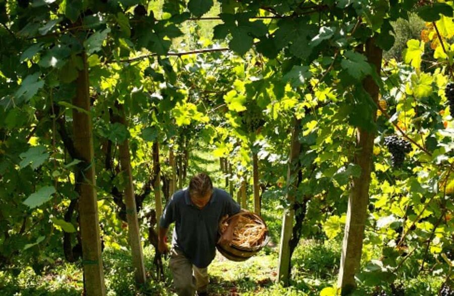 Dolomites Winery Tour and Wine Tasting near Belluno - Should you book this Dolomites wine tour?