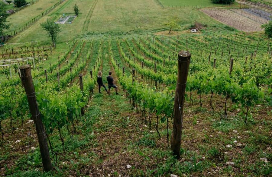 Dolomites Winery Tour and Wine Tasting near Belluno - Inside the cellar for the winemaking story