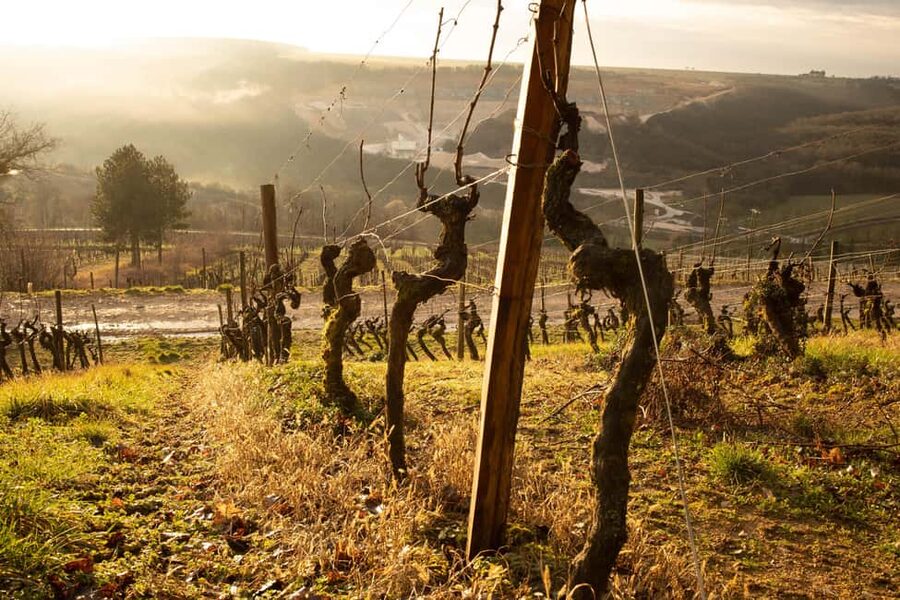 DOMAINE DE MONTMAIN : Visit - Tasting - Sales - How the one-hour schedule feels