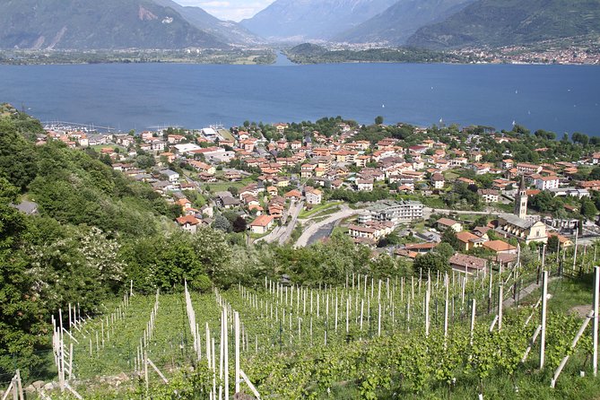 Domaso: Wine Tasting at the Winery on Como Lake - The terrace is part of the tasting