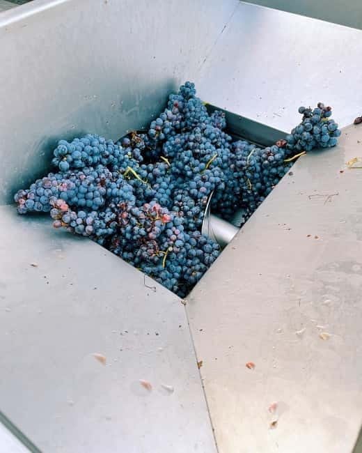Domodossola: Savor Wines & Local Treats in a Scenic Vineyard - Who will enjoy this Ossola tasting most?