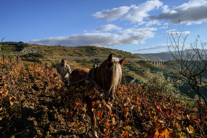 DOURO VALLEY: Lunch in a winery, tastings & 1-h private boat tour - What the guides add to the experience