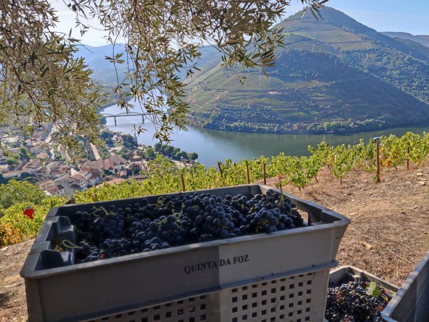 Douro Valley: (Pinhão) Quinta da Foz - Tour&Tasting 5 WINES - Is $41 fair for an hour?