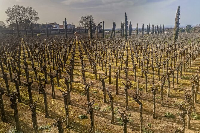 Douro Valley Private Day Trip from Lisbon: Vineyards & River View - Pinhão, Wine Tasting, and Time for Lunch