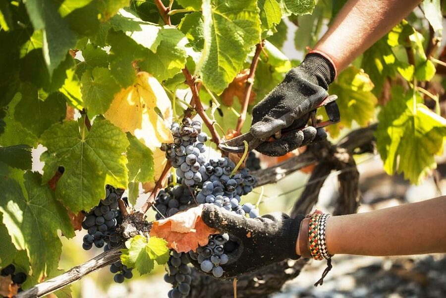 Douro Valley: Quinta de S. Luiz Winery Tour and Tasting - Walking through the Rumilã vineyard
