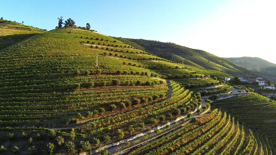 Douro Valley: Quinta de S. Luiz Winery Tour and Tasting - Enjoying the S. Luiz Terrace