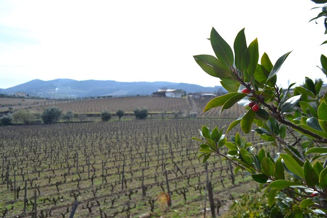 Douro Valley Tour: 2 Vineyard Visits, River Cruise, Winery Lunch - The second tasting and the port cellar