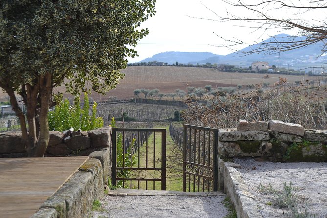 Douro Valley Tour: 2 Vineyard Visits, River Cruise, Winery Lunch - What the $101.58 price really covers