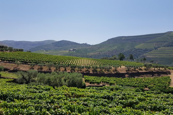Douro Valley Wine Tour: 3 Vineyard Visits, Wine Tastings, Lunch - Is $133.02 good value?