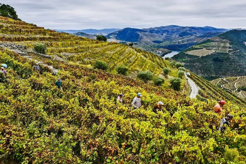 Douro Valley with Two Winery, Boat Trip and Lunch From Porto - The guides make the long day easier