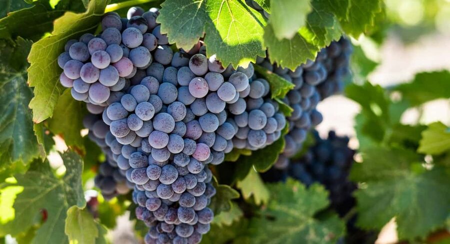 Durres Countryside Vineyards Wine Tasting & Food Pairing - Four wines, Albanian spirits, and a serious amount of food