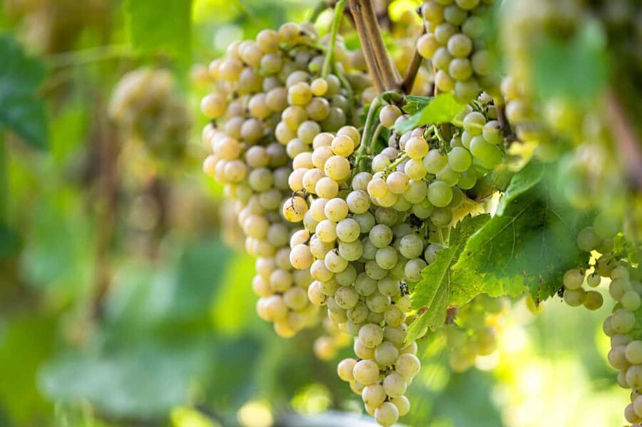 Durres Countryside Vineyards Wine Tasting & Food Pairing - The guides shape the evening