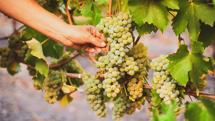 Durrës: Sunset Vineyard Tour with Wine Tasting - From Hotel Continental to Albania’s wine country