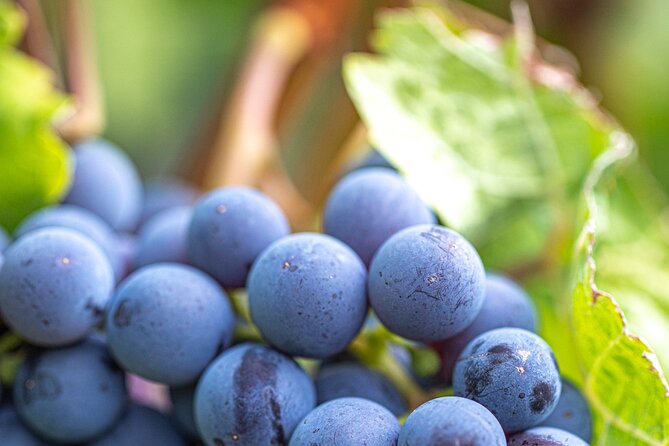 East Kelowna Full Day Guided Wine Tour With 5 Wineries - What the guides add to the day