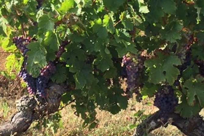 English Speaking Loire Winery Tours originating from Chinon - Chinon vineyards, caves, and cellars
