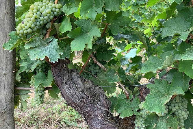 English Speaking Loire Winery Tours originating from Chinon - Who will enjoy this Chinon wine tour?