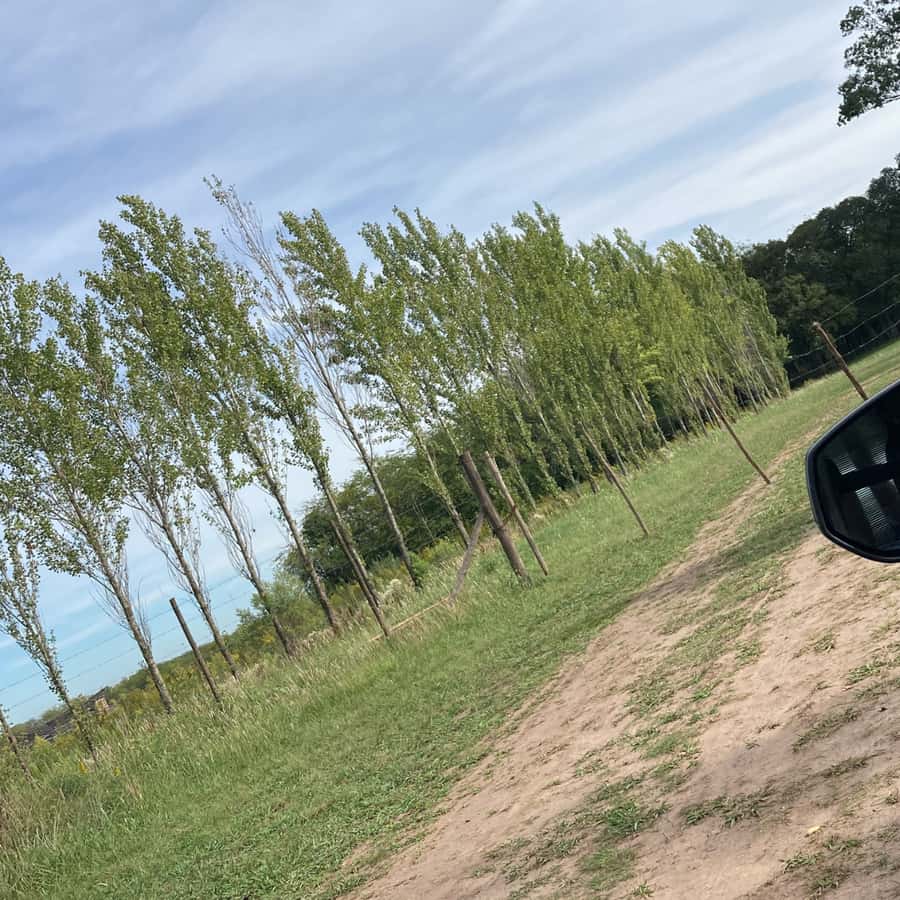 Enjoy a Rural Experience in a Vineyard near Buenos Aires - A practical schedule for your day