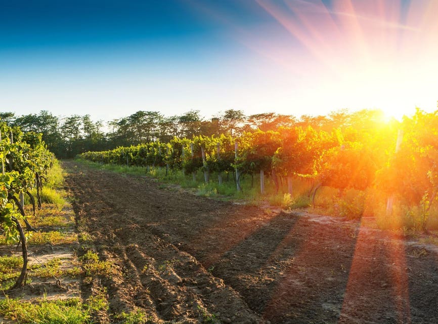 Ercolano vineyards, view cellar wine tasting and brunch - Should You Book This Vineyard and Cellar Visit?