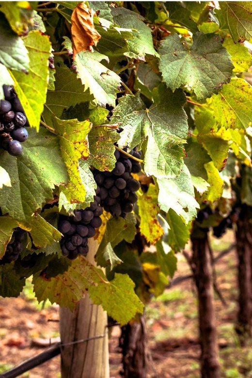 Ercolano vineyards, view cellar wine tasting and brunch - Trying Casatiello and Neapolitan Taralli