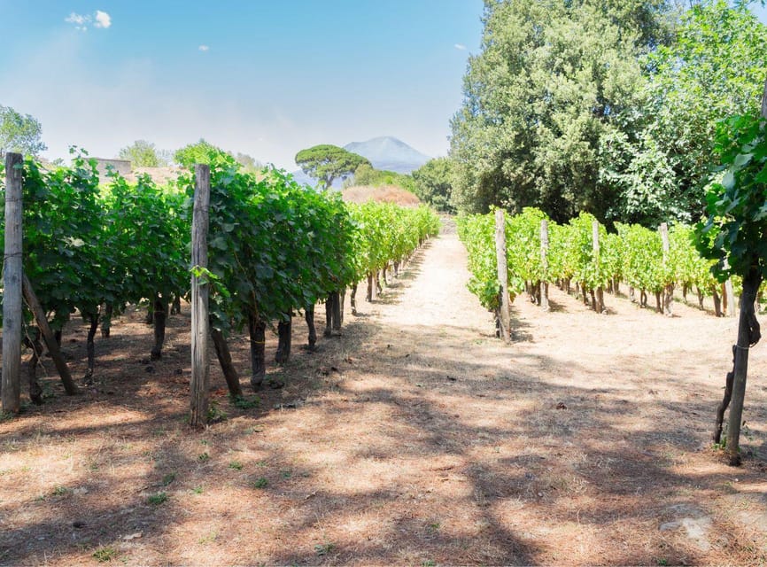 Ercolano vineyards, view cellar wine tasting and brunch - Why the Two-Hour Length Works