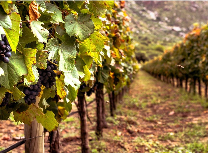 Ercolano vineyards, view cellar wine tasting and brunch - Who Will Enjoy This Ercolano Experience?