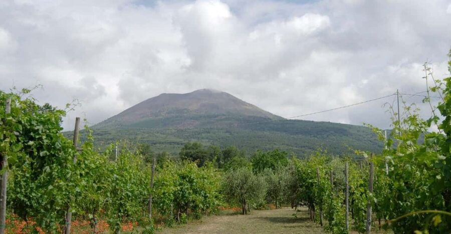 Ercolano vineyards, view cellar wine tasting and brunch - Practical Tips Before You Go