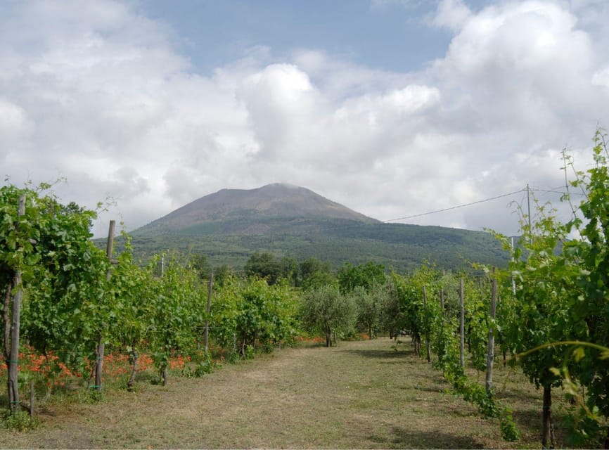 Ercolano vineyards, view cellar wine tasting and brunch - Tasting Lacryma Christi Bianco, Rosso, and Rosé